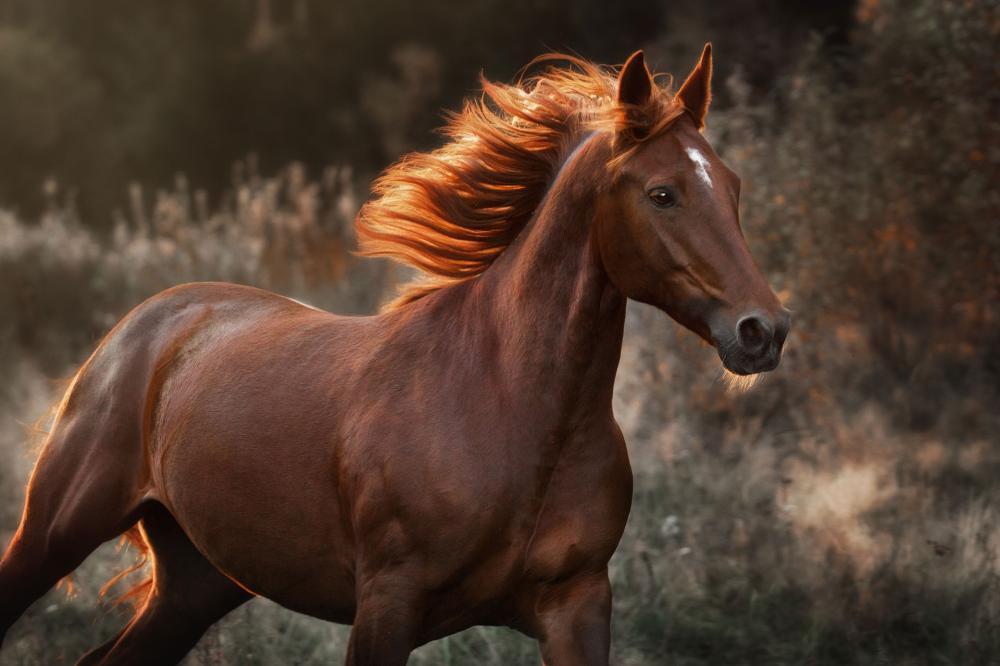 cheval-brun