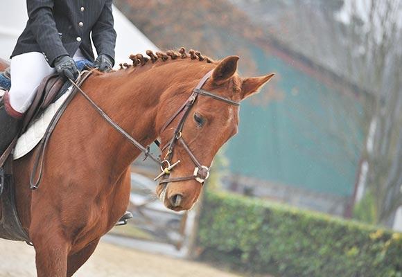 Cours-d’équitation-à-Coutras_gal06