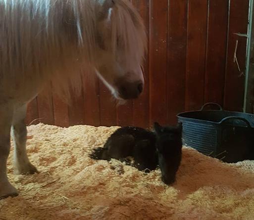 Les-installations-d’Haras-Feu-Soleil-à-Coutras-_Stabulation-poney